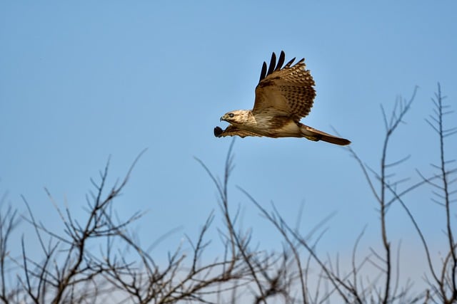 Free download bird bird of prey buzzard wings free picture to be edited with GIMP free online image editor