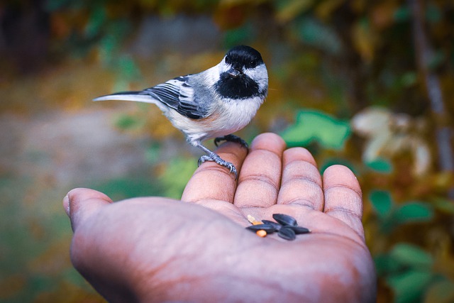 Free download bird bird seeds tufted titmouse free picture to be edited with GIMP free online image editor