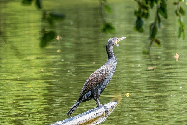 Free download bird birds of prey cormorant free picture to be edited with GIMP free online image editor