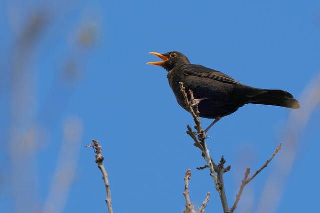 Free download bird blackbird beak plumage free picture to be edited with GIMP free online image editor