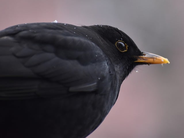 Free download bird black bird nature winter snow free picture to be edited with GIMP free online image editor