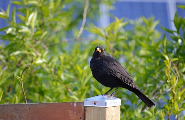 Free download bird blackbird wildlife ornithology free picture to be edited with GIMP free online image editor