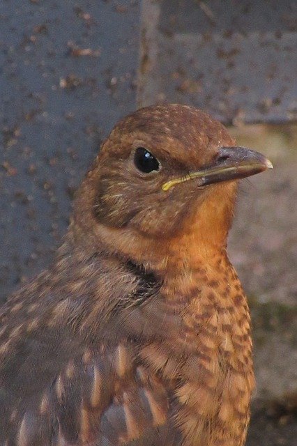 Free download Bird Blackbird Young -  free photo or picture to be edited with GIMP online image editor