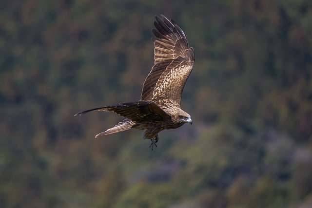 Free download bird black eared kite wings raptor free picture to be edited with GIMP free online image editor