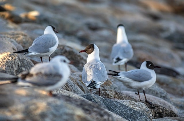 Free download bird black headed gull ornithology free picture to be edited with GIMP free online image editor