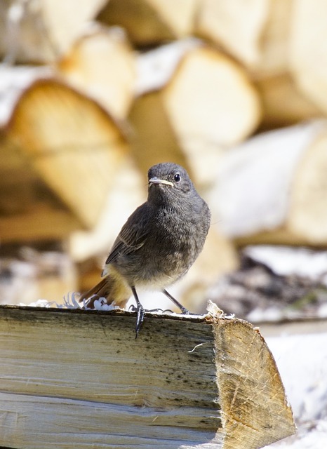 Free download bird black redstart wood log free picture to be edited with GIMP free online image editor