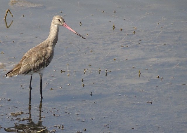 Free download Bird Black-Tailed Godwit Limosa -  free photo or picture to be edited with GIMP online image editor