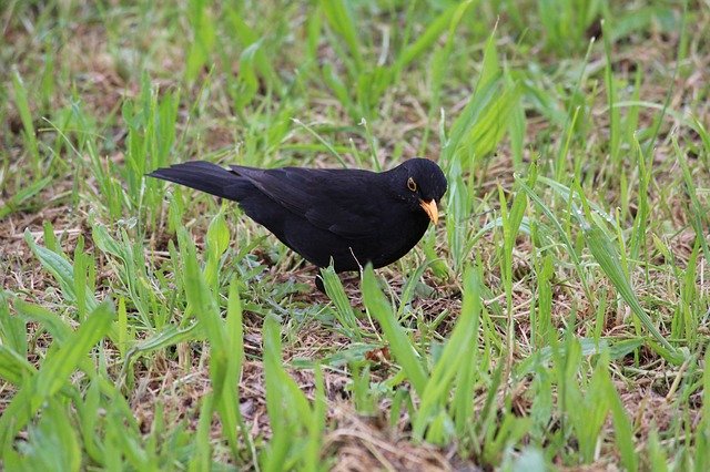 Free download Bird Black Toscana -  free photo or picture to be edited with GIMP online image editor