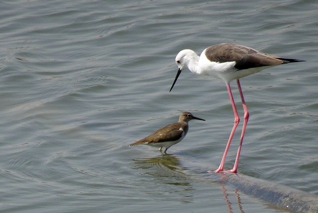 Free download Bird Black-Winged Stilt Common -  free photo or picture to be edited with GIMP online image editor