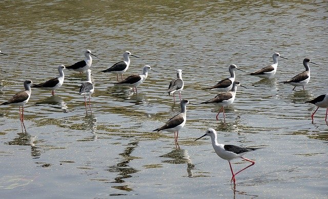 Free download Bird Black-Winged Stilt Flock -  free photo or picture to be edited with GIMP online image editor