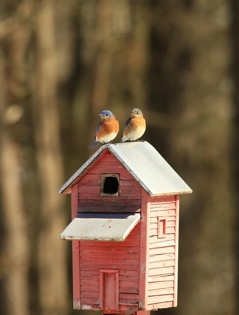 Free download bird bluebird birdhouse garden free picture to be edited with GIMP free online image editor