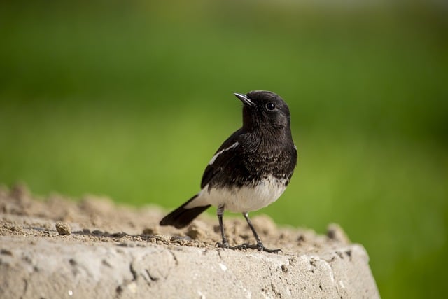 Free download bird blue capped redstart free picture to be edited with GIMP free online image editor