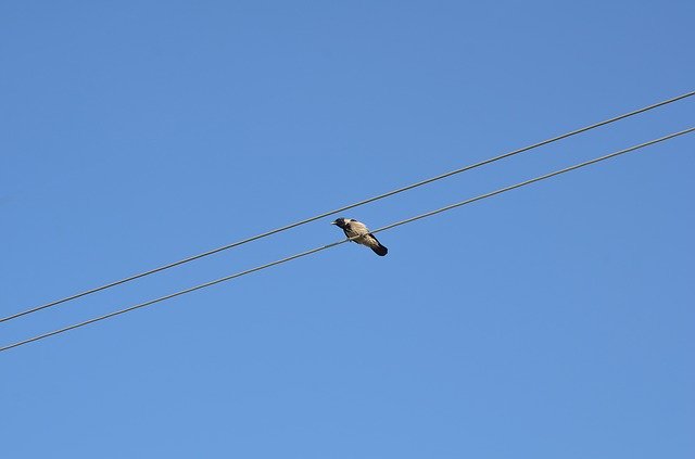 Free download Bird Blue Minimalism -  free photo or picture to be edited with GIMP online image editor