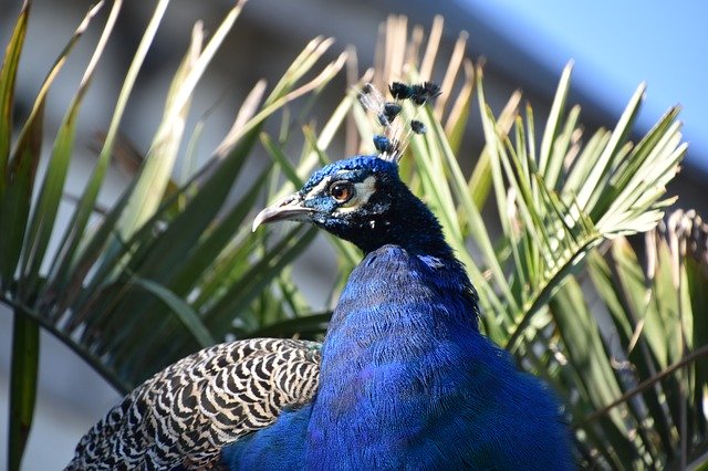 Free download Bird Blue Nature -  free photo or picture to be edited with GIMP online image editor