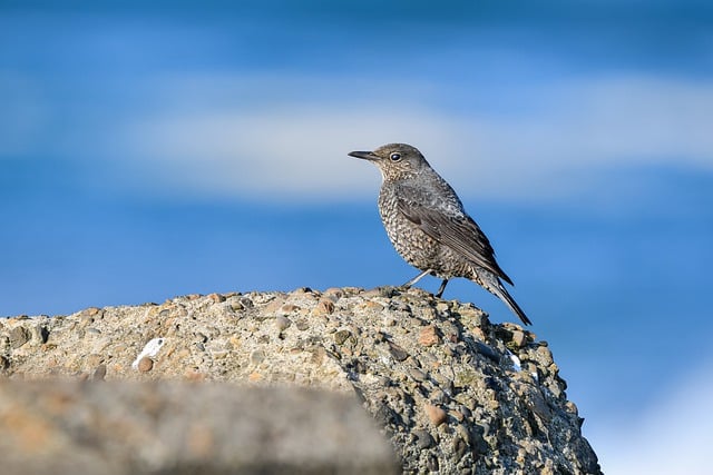 Free download bird blue rock thrush sea concrete free picture to be edited with GIMP free online image editor