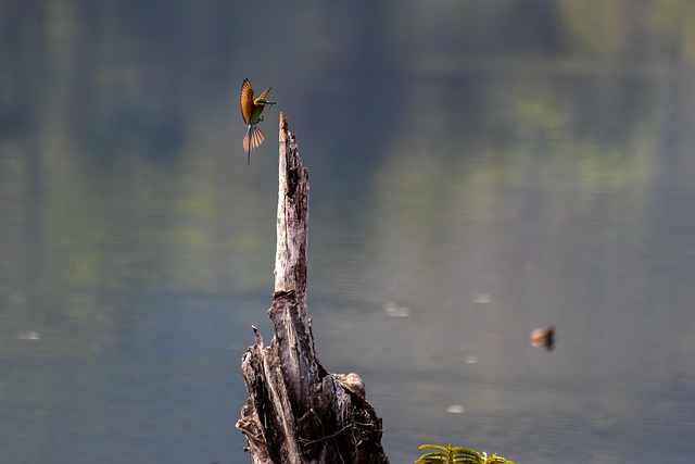 Free download bird blue taile bee eater lake free picture to be edited with GIMP free online image editor