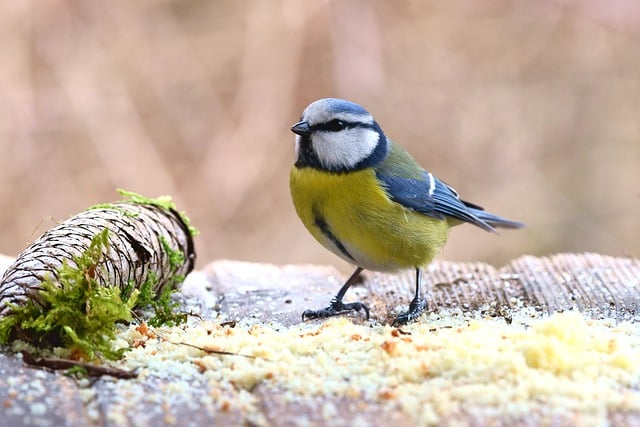 Free download bird blue tit beak feathers free picture to be edited with GIMP free online image editor