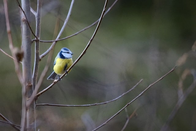 Free download bird blue tit branch avian free picture to be edited with GIMP free online image editor