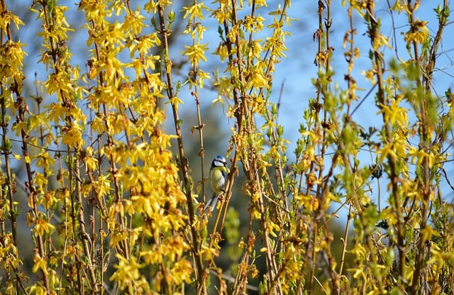 Free download bird blue tit forsythia tit blooms free picture to be edited with GIMP free online image editor