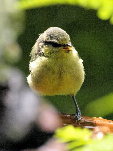 Free download Bird Blue Tit Nature -  free photo or picture to be edited with GIMP online image editor