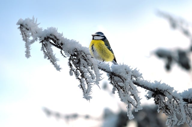 Free download bird blue tit ornithology winter free picture to be edited with GIMP free online image editor