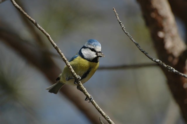 Free download bird blue tit pine tree wildlife free picture to be edited with GIMP free online image editor