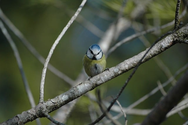 Free download bird blue tit pine wildlife nature free picture to be edited with GIMP free online image editor