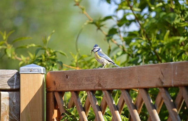 Free download bird blue tit tit feeding free picture to be edited with GIMP free online image editor