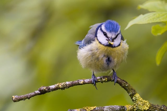 Free download bird blue tit tit nature prey free picture to be edited with GIMP free online image editor