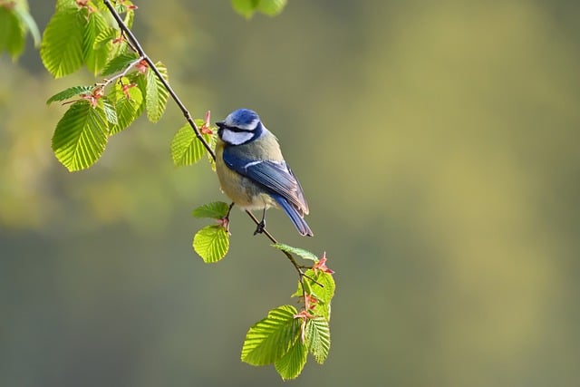 Free download bird blue tit tit park sunrise free picture to be edited with GIMP free online image editor