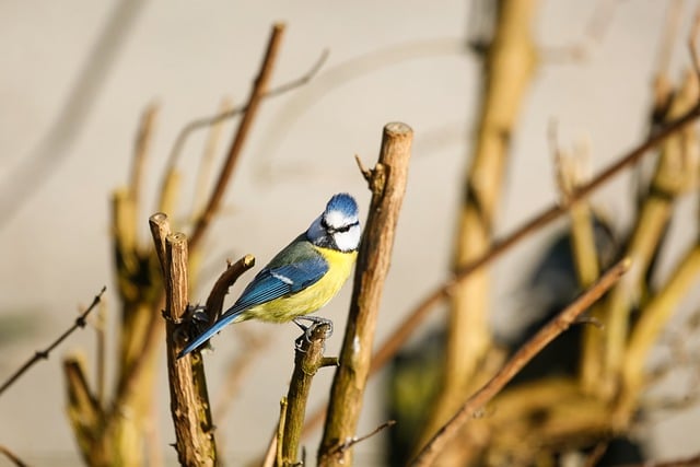 Free download bird blue tit tit songbird animal free picture to be edited with GIMP free online image editor