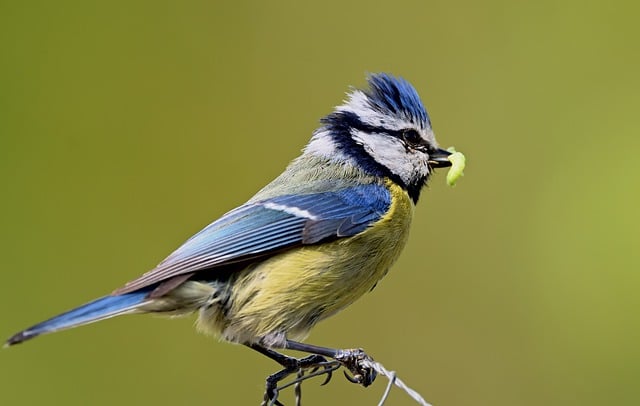 Free download bird blue tit tit songbird feed free picture to be edited with GIMP free online image editor