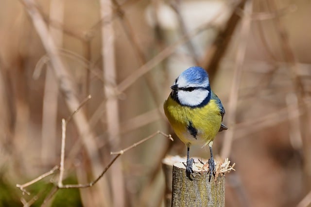 Free download bird blue tit tit spring branch free picture to be edited with GIMP free online image editor