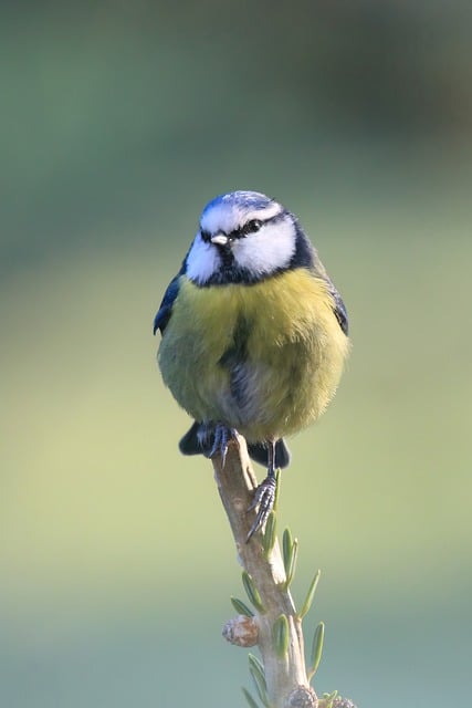 Free download bird bluetit tit titmouse songbird free picture to be edited with GIMP free online image editor