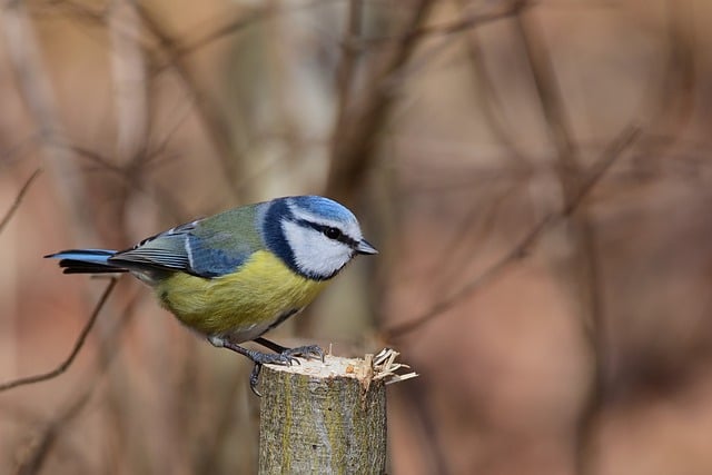 Free download bird blue tit tit winter park free picture to be edited with GIMP free online image editor