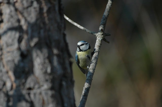 Free download bird blue tit wildlife pine tree free picture to be edited with GIMP free online image editor