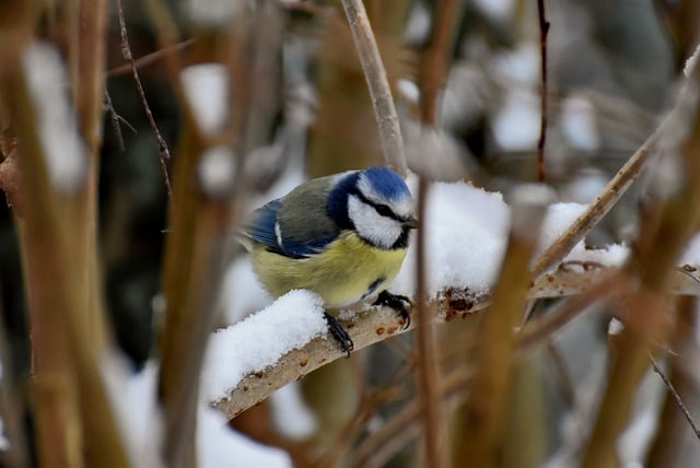 Free download bird blue tit winter tit free picture to be edited with GIMP free online image editor