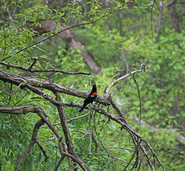 Free download Bird Botanical Garden Nyc -  free photo or picture to be edited with GIMP online image editor