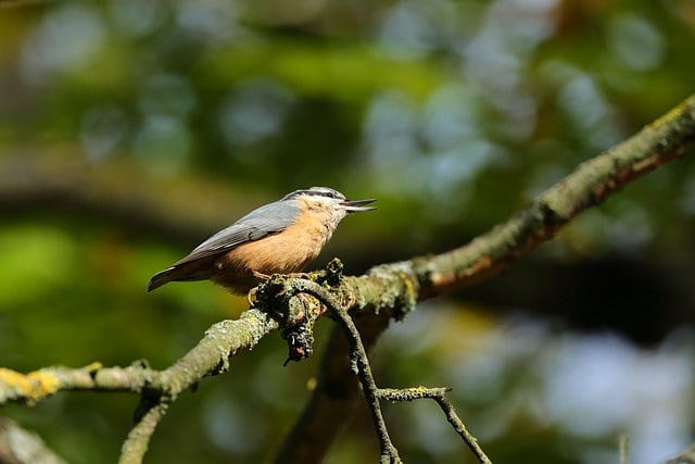 Free download bird branch feathers beak animal free picture to be edited with GIMP free online image editor