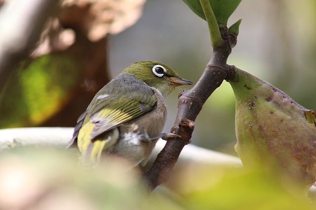 Free download bird branch feathers eye beak fig free picture to be edited with GIMP free online image editor