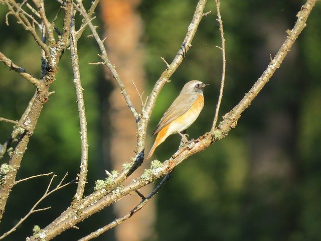 Free download Bird Branch Nature -  free photo or picture to be edited with GIMP online image editor