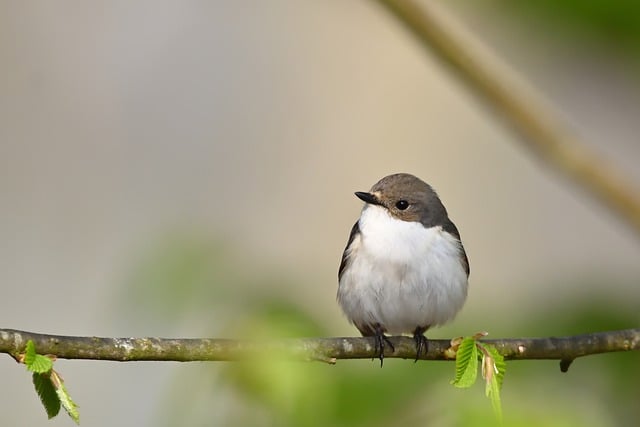 Free download bird branch perched beak feathers free picture to be edited with GIMP free online image editor