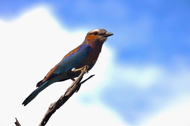 Free download bird branch purple roller free picture to be edited with GIMP free online image editor