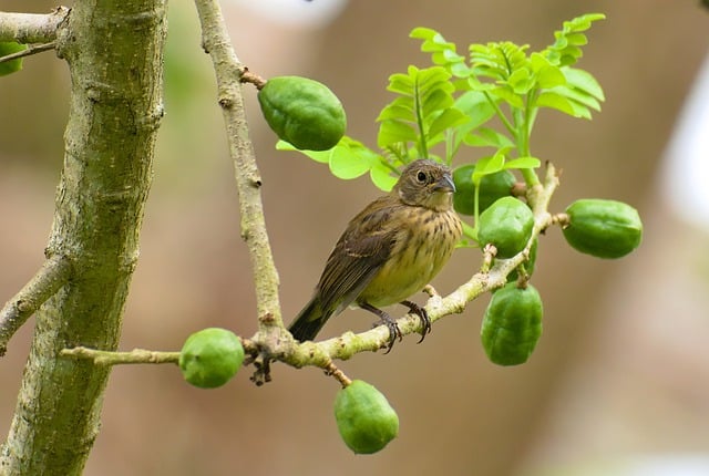 Free download bird branch seed eater plums free picture to be edited with GIMP free online image editor