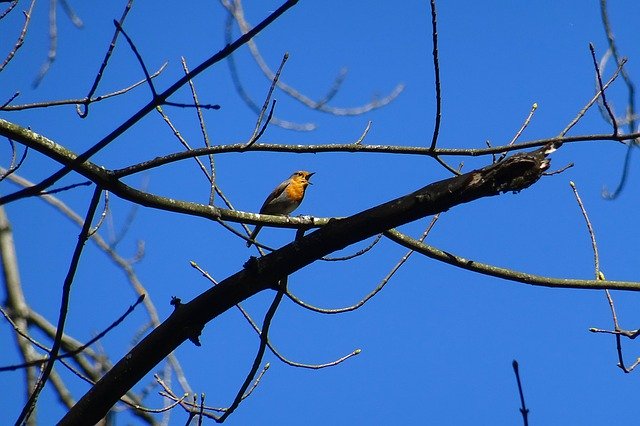 Free download Bird Branch Sky -  free photo or picture to be edited with GIMP online image editor