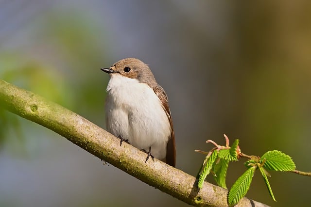 Free download bird branch tree pied flycatcher free picture to be edited with GIMP free online image editor