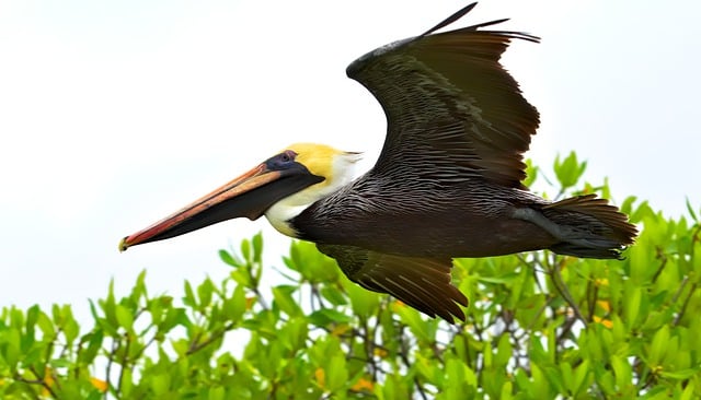 Free download bird brown pelican flight wings free picture to be edited with GIMP free online image editor