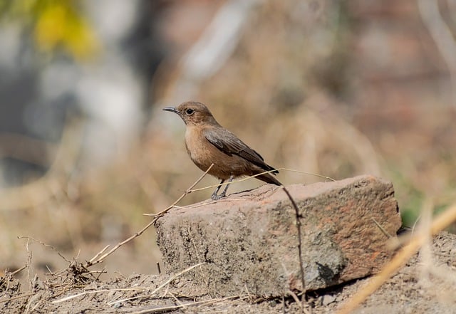 Free download bird brown rock chat ornithology free picture to be edited with GIMP free online image editor