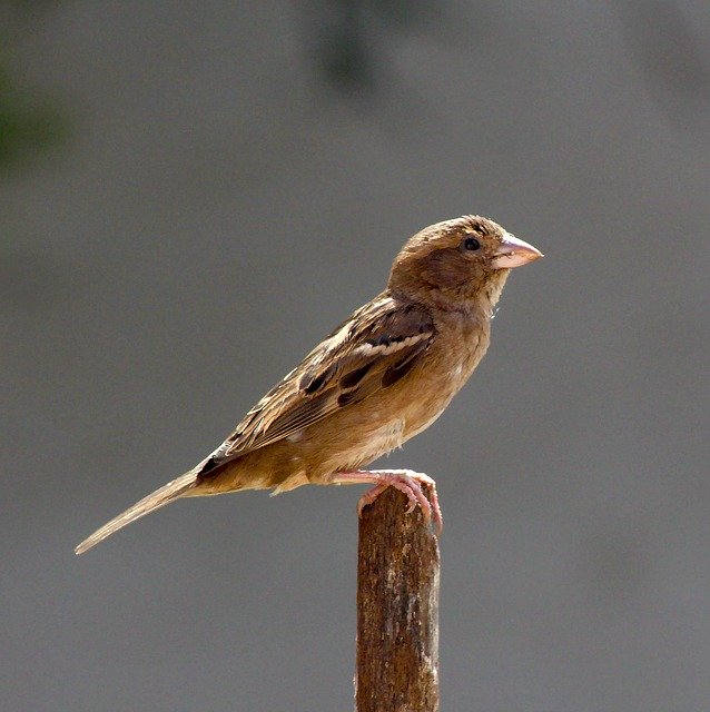 Free download Bird Brown Small -  free photo or picture to be edited with GIMP online image editor