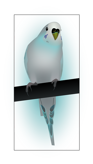 Free download Bird Budgerigar Parrot - Free vector graphic on Pixabay free illustration to be edited with GIMP free online image editor